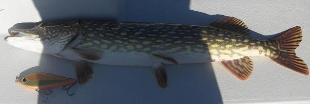 Päivän isoin huilaa ennen takaisin menoa!