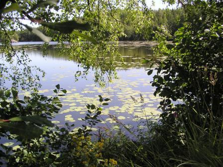 Lumpeikkoa järvellä