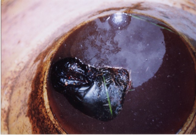 pääkallon teko.jpg