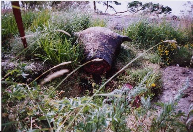 pääkallon teko.jpg