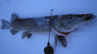 82-83cm ja huimat 2.2kg!