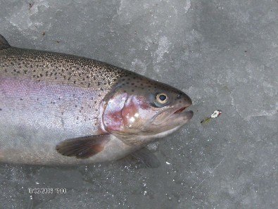 1.75kg kirjolohi ja ottipeli.