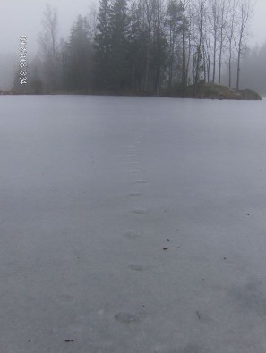 Jos kettu on mennyt niin... Ei. Ei kantanut Pömpiäisessä.