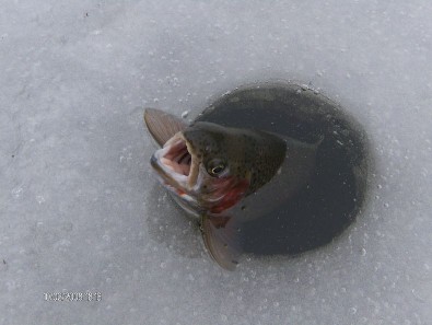 Kivijärven 1.18 kilon pirteä kirre.