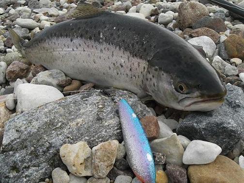 siniliila ja 54cm.JPG