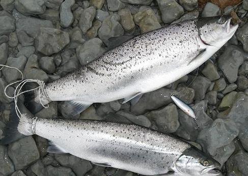 siniliila pisteillä.JPG