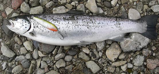 viherkeltainen ja 55cm.JPG