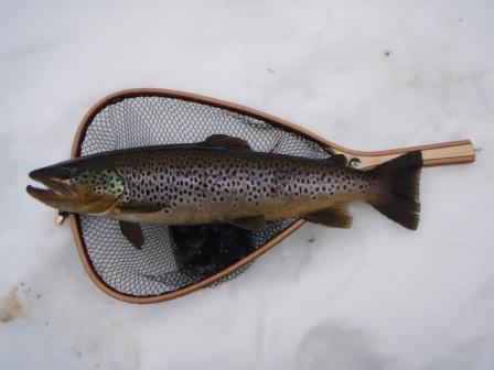 Dooran pennut 29.3.08 030.jpg