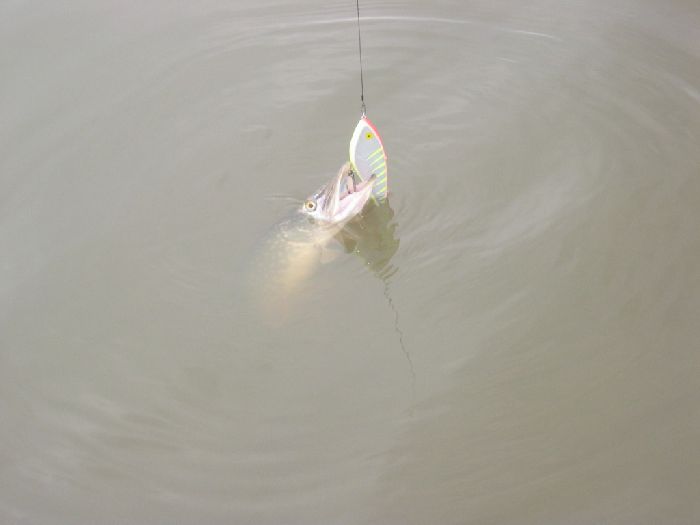 paskaveden pelastaja