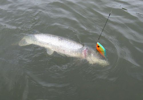 Härö oli iskussa (4kg)