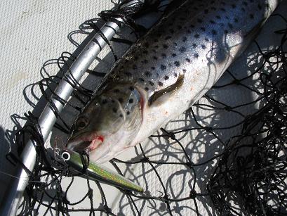 Nässyltä kauden avaus kala,75mm norssiin.