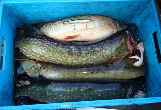 Tämän päivän haukia verestettynä, suurin 3,5kg.