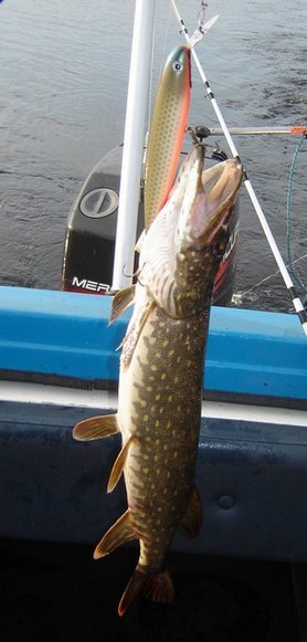 Sillin haukivaappuun napannut.