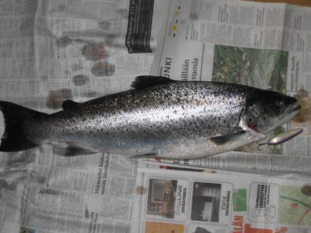 Taimen 8.11.2008_4.jpg