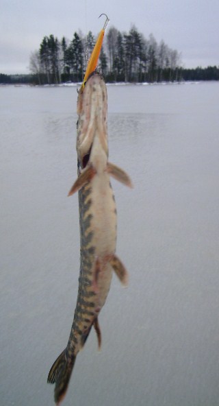 Ja näillä paikkeilla lähetään kotiin