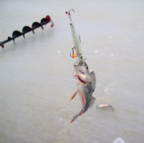 Koko ei kasva vaikka väriä vaihtaa