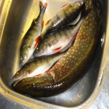 kuva21 [] [] [] [].jpg