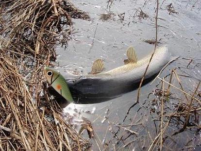 8,3kg 200 paskiksella.jpg