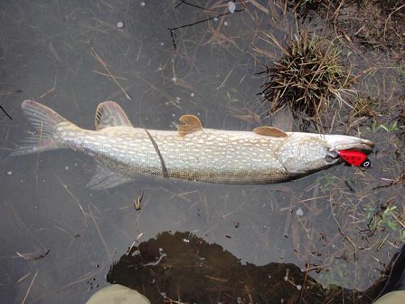 kevät kalat 2009 013.jpg