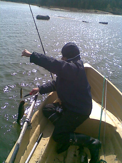 Serkku irrottaa kotimaista avomaakurkkua