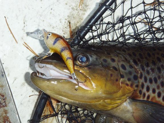 Sama lähempää.JPG