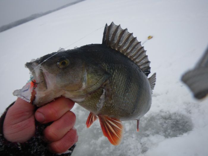 Tämän järven ahvenet ovat kiukkuisia kavereita.