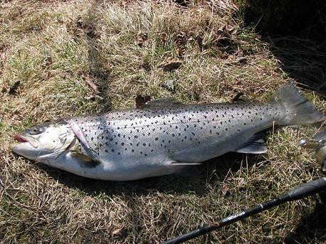 Kauden paras(ainoa) kirkas.