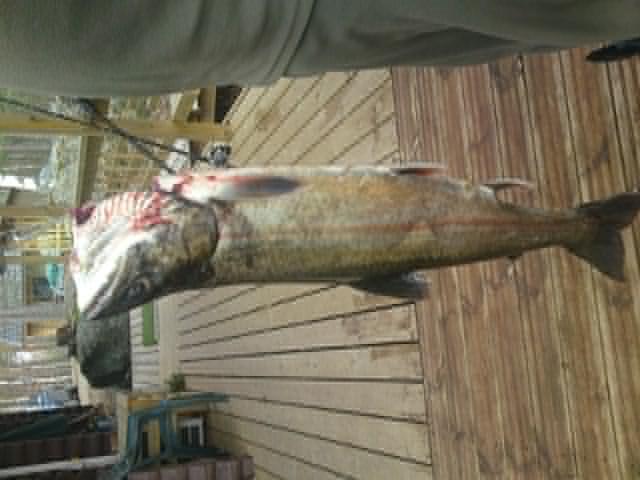 saalista saimaalta.JPG