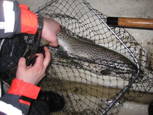 Talvikkotaimen 3,5kg