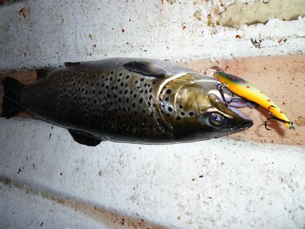 Yksi väri tuntuu olevan ylitse muiden.JPG