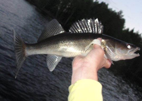 Näitä piukkuisia kyllä tulee.