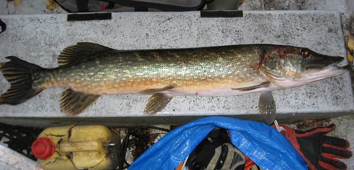 Joelin vajaa metri.JPG