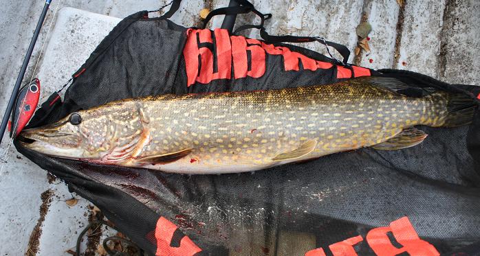 Harrin metrikala.JPG