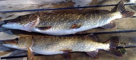 Semmonen reilu viitonen.