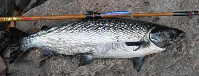 Järvilohi 61cm ja My-Vaappu 75mm  pielinen special..jpg