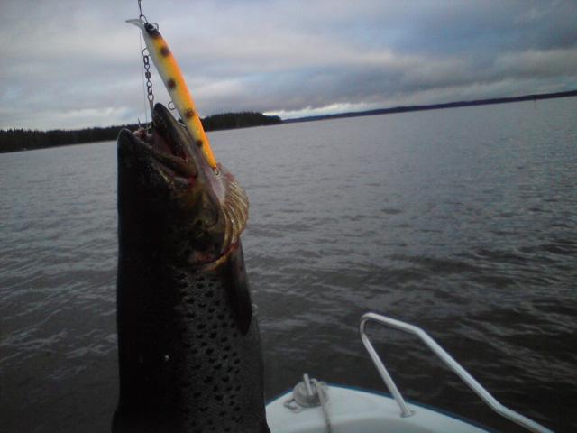 100mm porkkana ja Taimen 2,0kg näsijärvi 2010.JPG