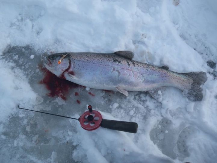 Pirttilahden kirre.jpg