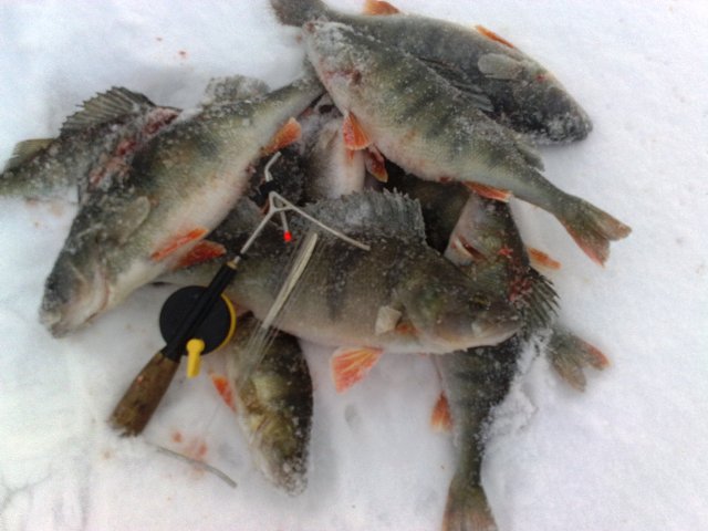 Puruvesi 30.12.10.jpg