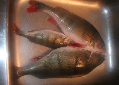 tiskipöytäpönö 700 ja 620