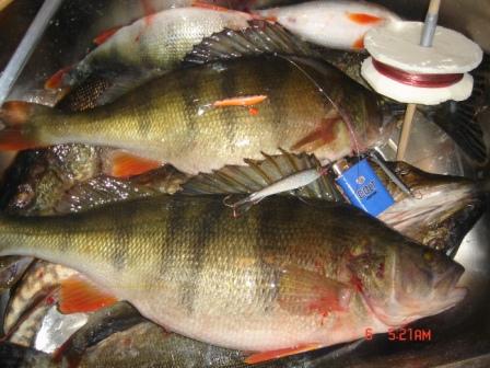 1,7kg ahven_puristettu.JPG