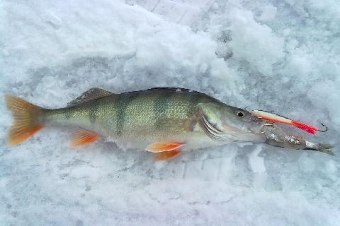 silakka ulos, nilsu sisään