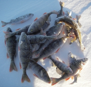 IMGP8552oamt sintit.JPG