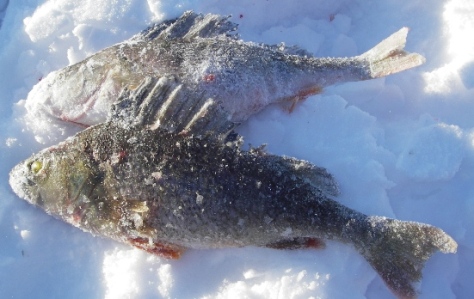 IMGP8550kalakaverit aabot 300 ja 350 g.JPG