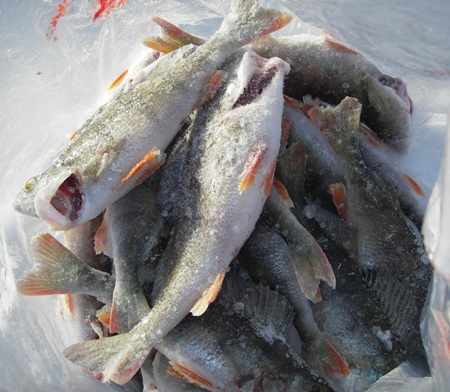 IMGP8551kalakaverrin koko satsi.JPG