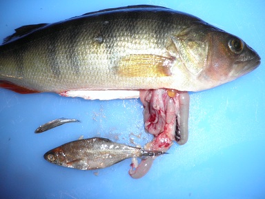 4-satasen sapuskat.JPG