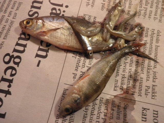 6-satasen eväät.JPG