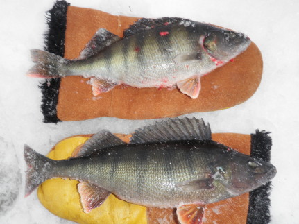 Kintaan kokoiset (testi).jpg