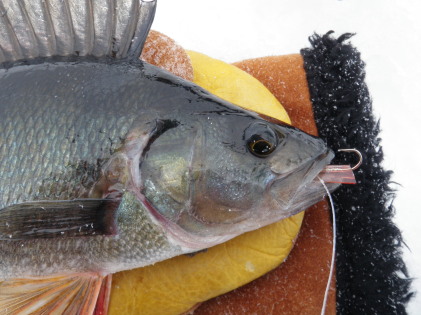 Ahneella on paskainen loppu (pieni).jpg