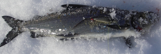 IMGP8722harmaa ässä ja pikkusiika.JPG