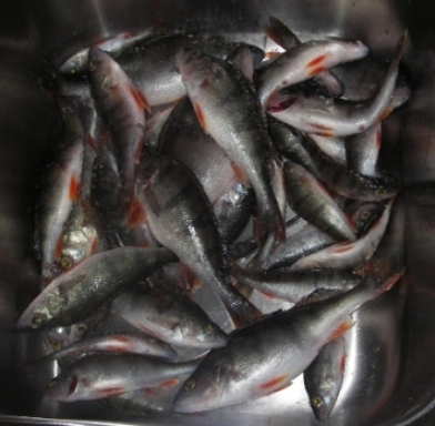 IMGP8755ikean tiskipöytäpönö.JPG